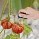 Cuchillo Recolectar Tomates / Pepinos 13,5 cm. Cuchillo Corta Tomates, Cuchillo Pepinos, Cuchillo Cortador Pepinos,